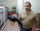 cockfighting-puerto-rico-322