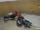 cockfighting-puerto-rico-412