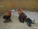 cockfighting-puerto-rico-413