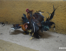 cockfighting-puerto-rico-421