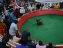 cockfighting-puerto-rico-96