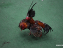 cockfighting-puerto-rico-99