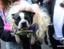 halloween-dog-parade-46