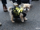 halloween-dog-parade-48