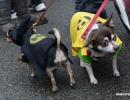 halloween-dog-parade-52