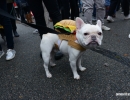 halloween-dog-parade-55