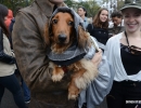 halloween-dog-parade-60