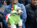 halloween-dog-parade-65