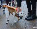 halloween-dog-parade-72