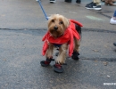 halloween-dog-parade-73