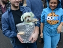 halloween-dog-parade-76