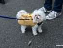 halloween-dog-parade-77