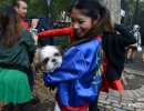 halloween-dog-parade-79