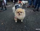 halloween-dog-parade-80